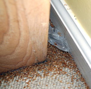 bad infestation of bed bugs - Lee County Bed Bug Specialists