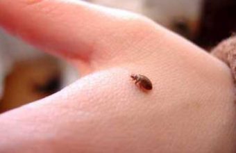 What Do Bed Bugs Look Like?